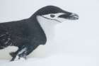 Antarctica, South Shetland Islands, Half Moon Bay. Chinstrap penguin toboggining in snow. Art Print